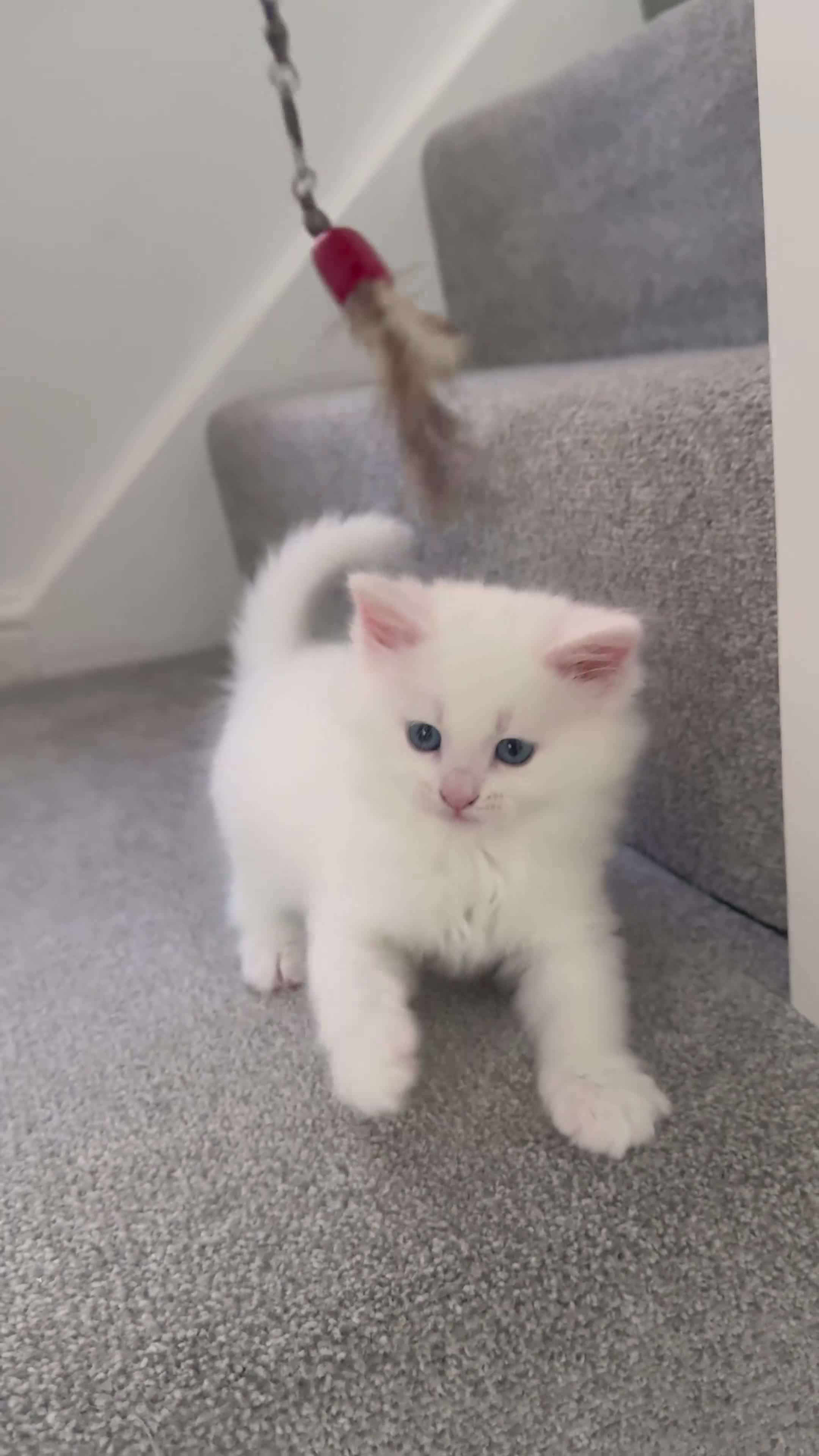 Siberian cats for sale: 🐾 Adorable Siberian Kittens  - Video 5