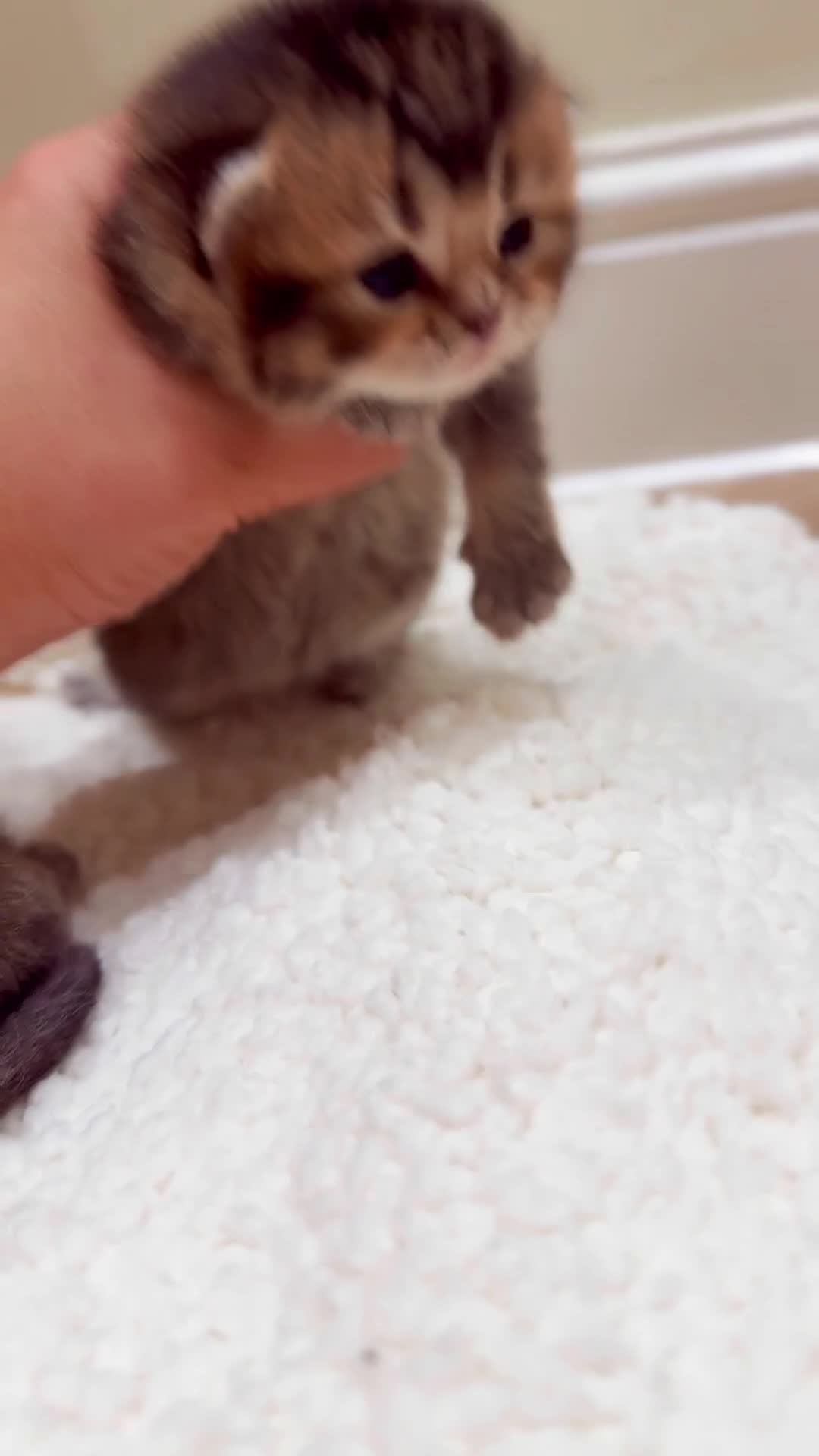 British Shorthair cats for sale: ✨Beautiful British Shorthair Kittens✨ - Video 4