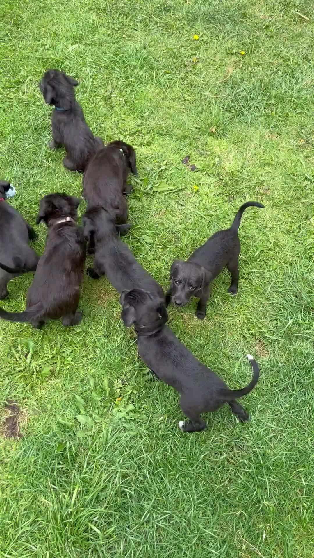 Mixed Breed dogs for sale: Bedlington/Whippet x Bedlington pups in Umberleigh - Video 1