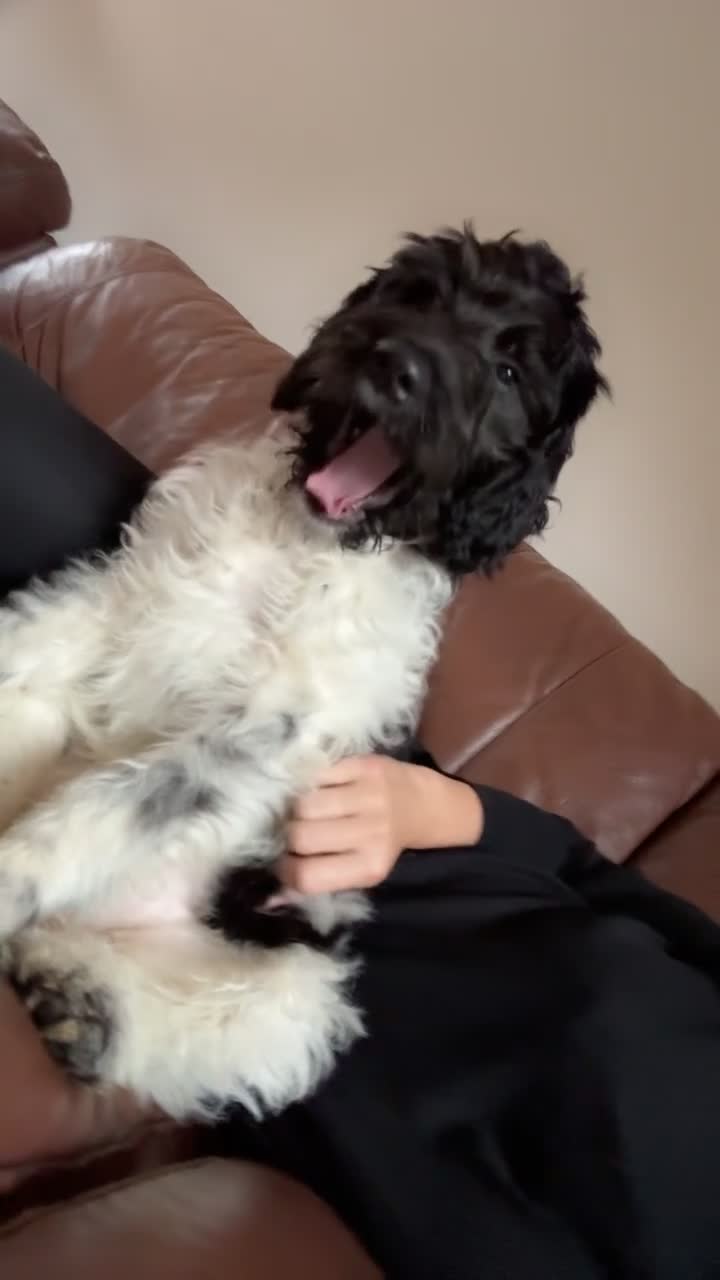 Labradoodle dogs for sale: 5 month old Labradoodle Clover - Video 4