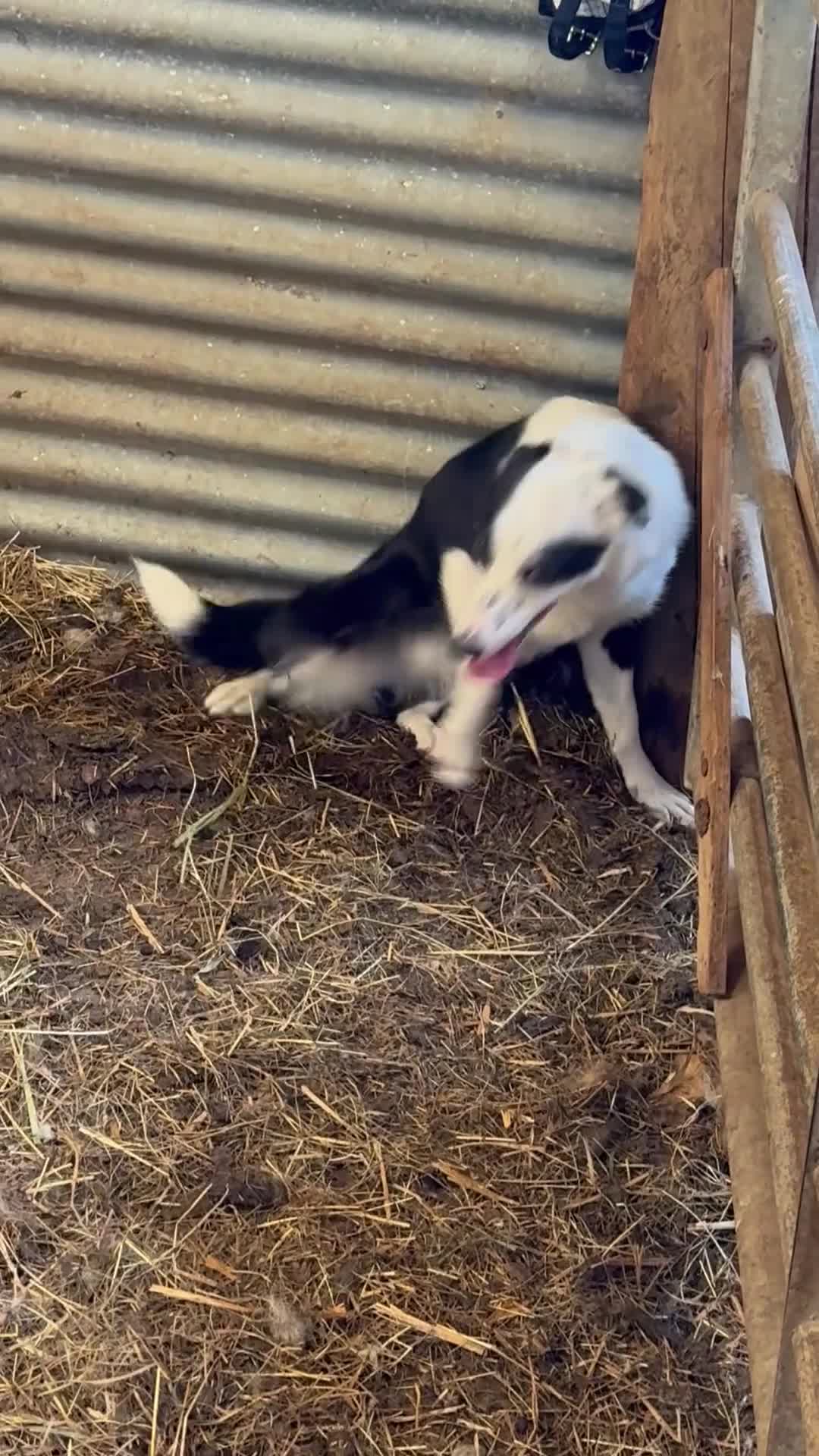 Border Collie dogs for sale: Lovely young sheepdog in Denbigh - Video 1
