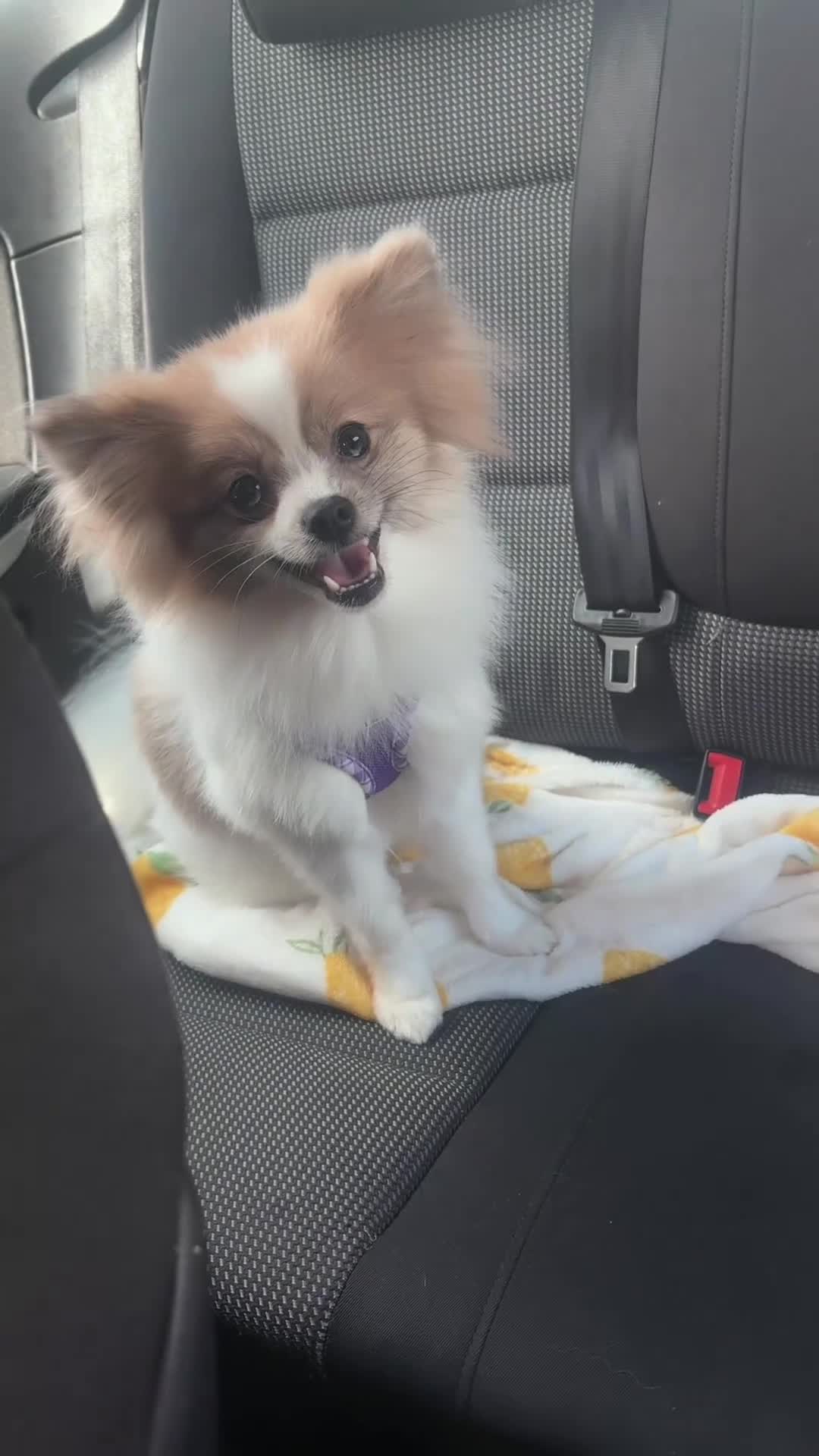 Pomeranian dogs for sale: Beautiful female adult Pom  - Video 1