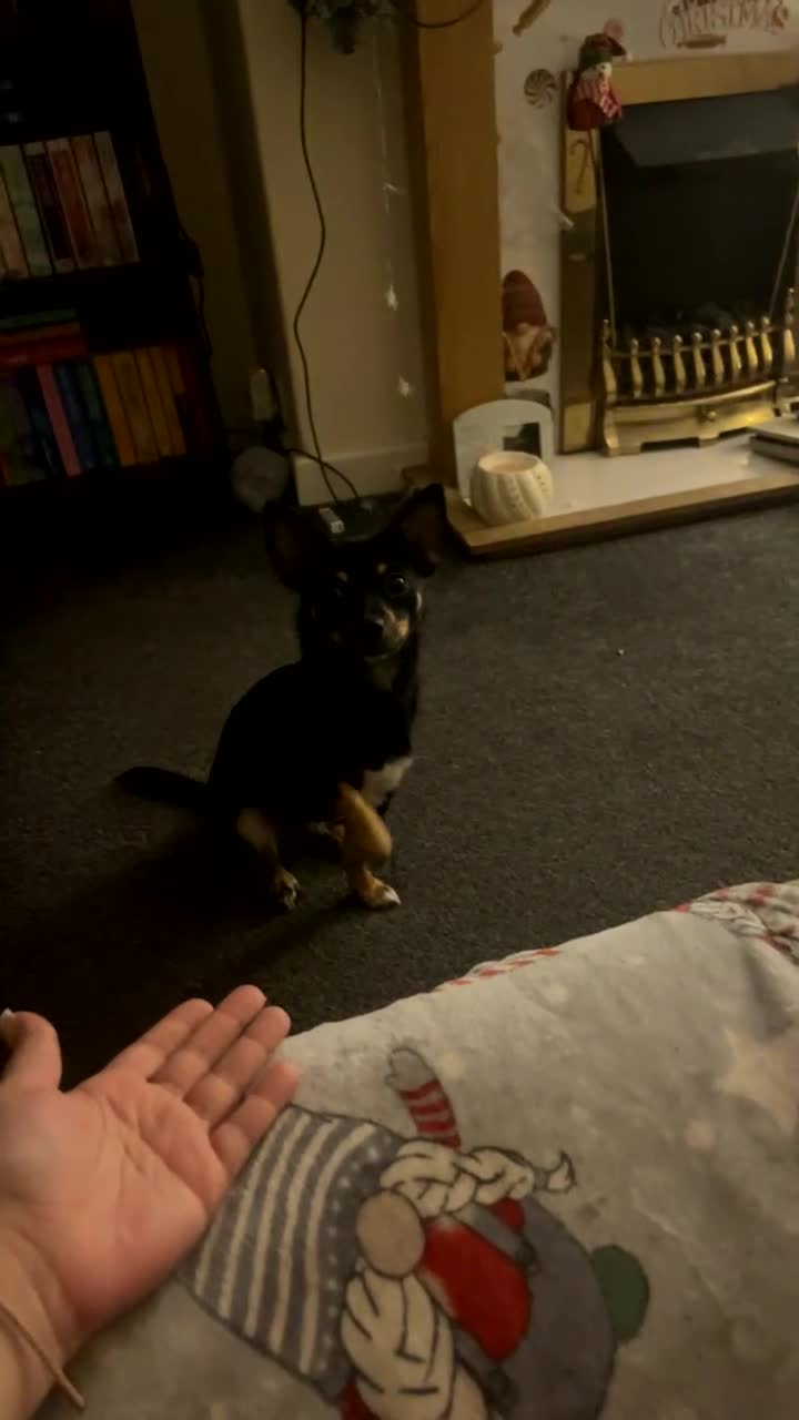 Jack Chi dogs for sale: Skye  - Video 2