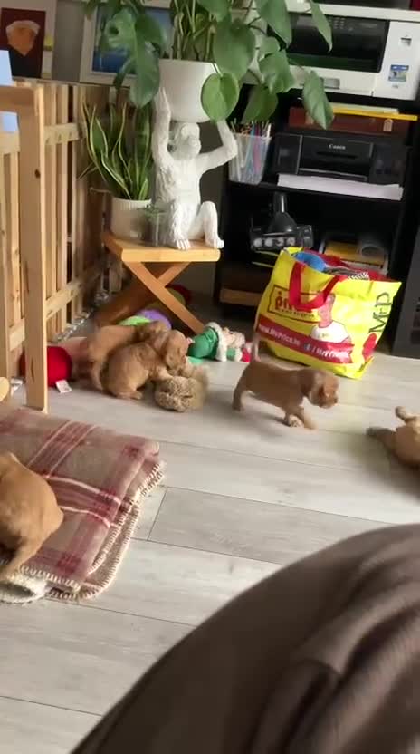 Cocker Spaniel dogs for sale: Beautiful English show Coker Spaniel Pups  in Newry - Video 2