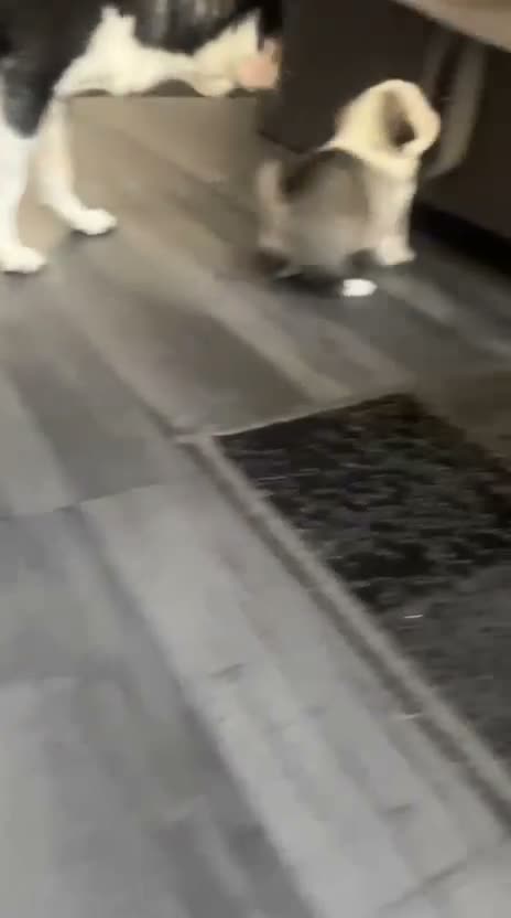 Chug dogs for sale: 2 x boys.   3 x girls. Chugs - Video 1