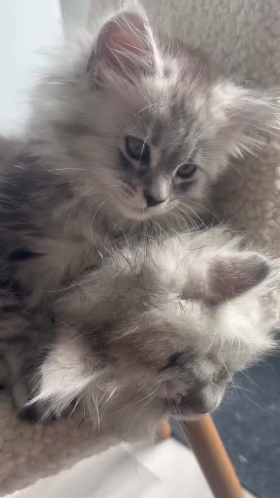 Maine Coon cats for sale: 🐈‍⬛Only 2 female kittens left 🐈‍⬛ - Video 4