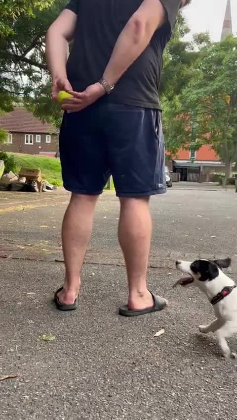 Jack Russell dogs for stud: Jack Russell Terrier Stud Available - Video 2