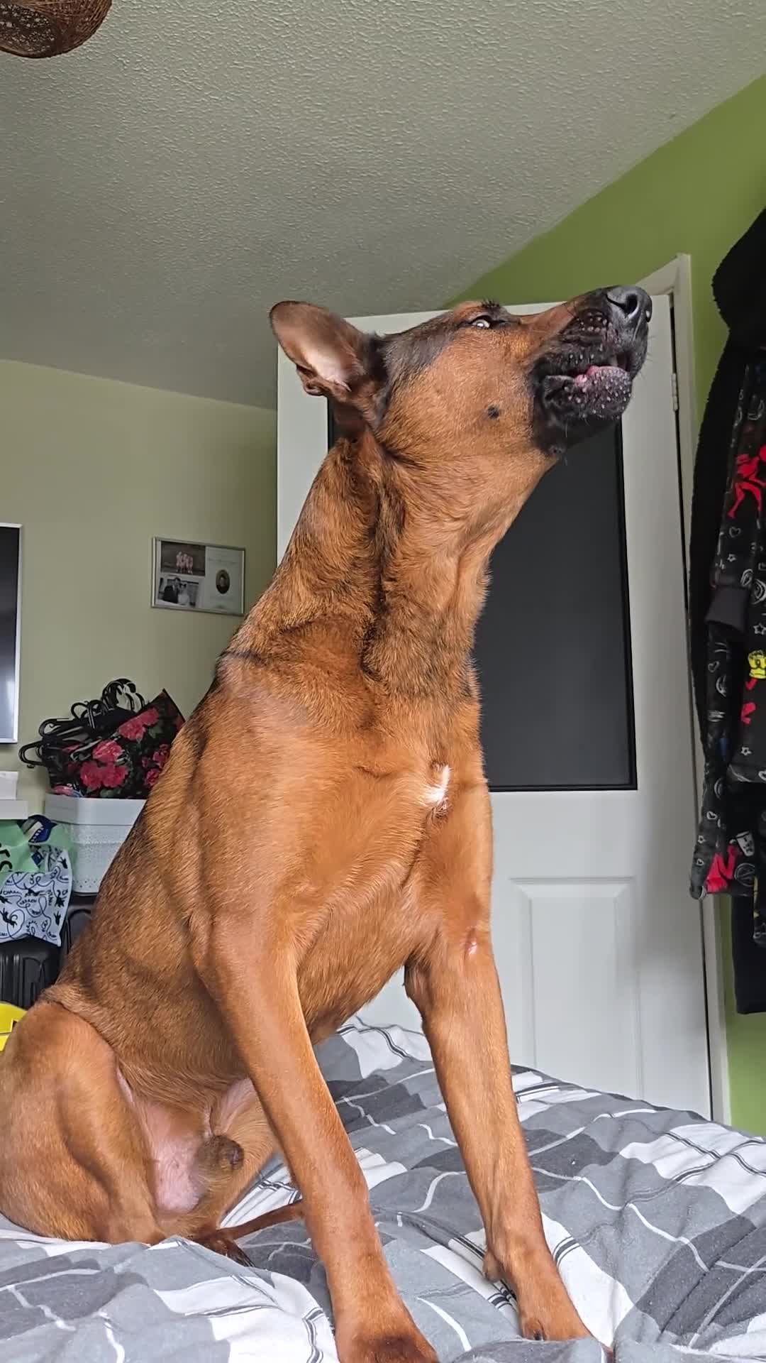 Chinese Red Dog dogs for sale: Ronnie Chinese Red Dog - Video 1