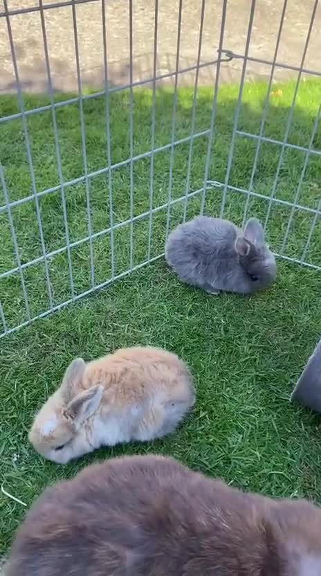 Mini Lop rabbits for sale: Mini Lops  - Video 3