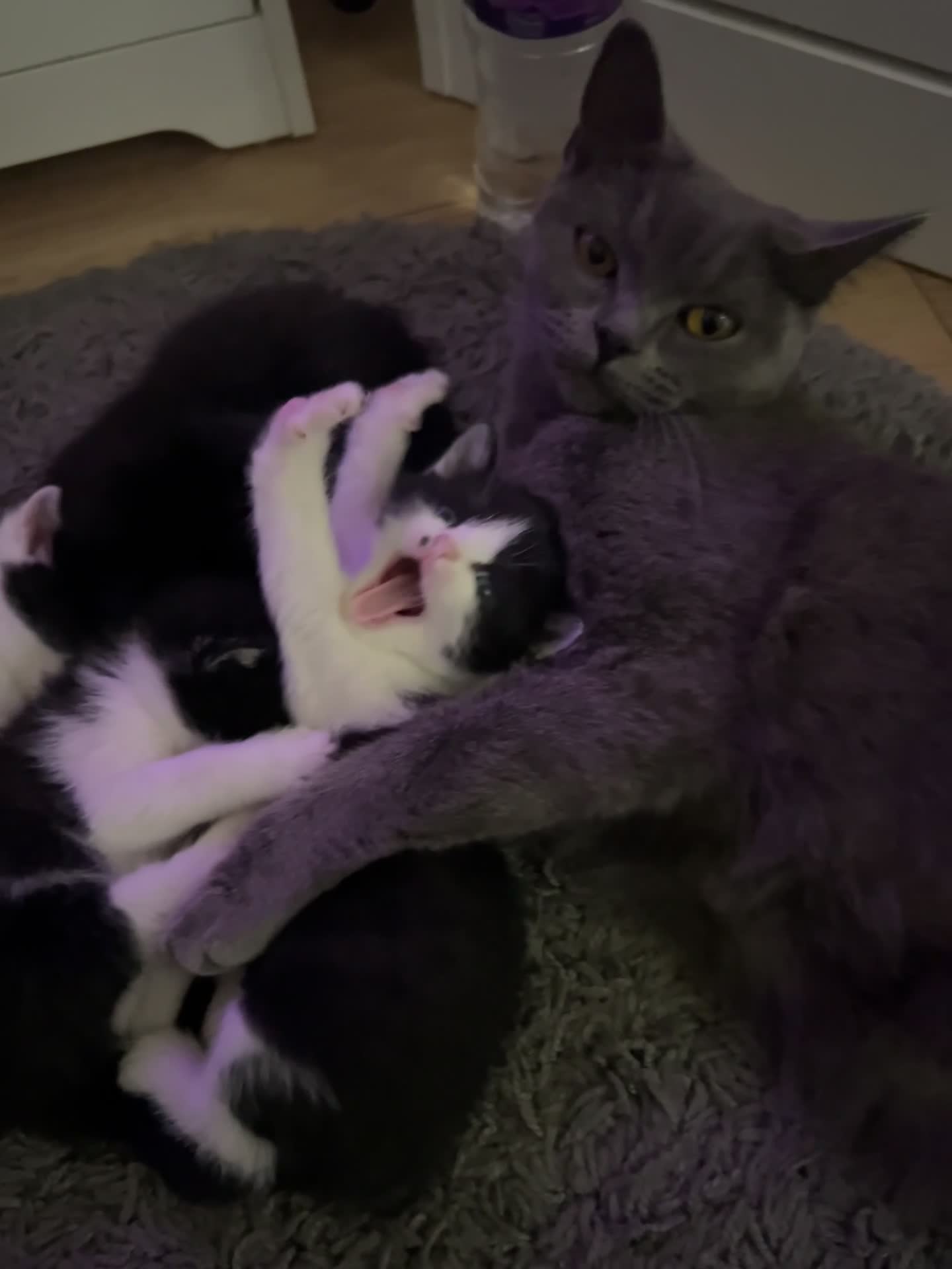 British Shorthair cats for sale:     4 Beautiful British Shorthair Cross Kittens - Video 1
