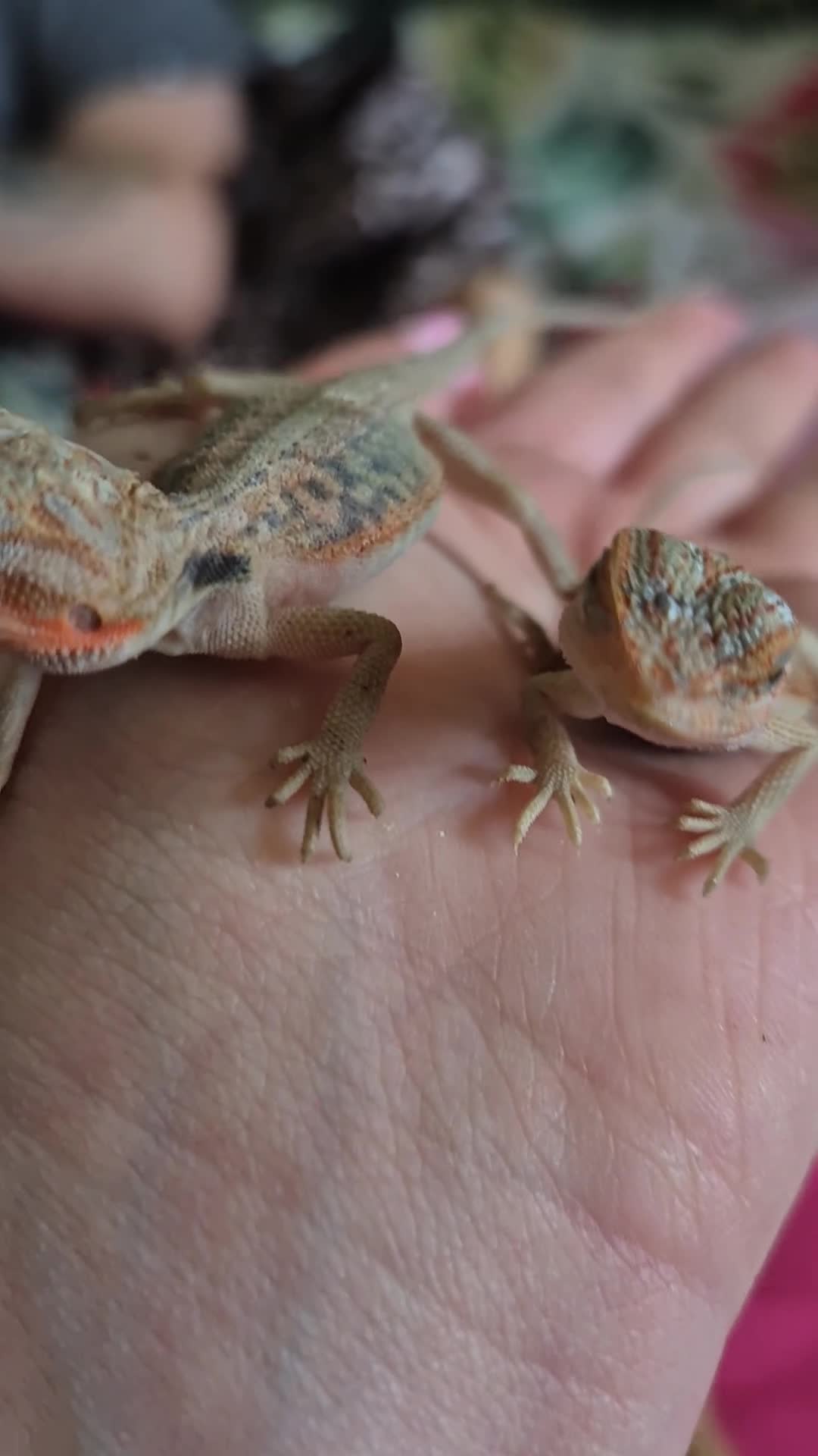 Bearded Dragon reptiles for sale: WhiteHypo x red translucent eggs 45days incubated  - Video 2