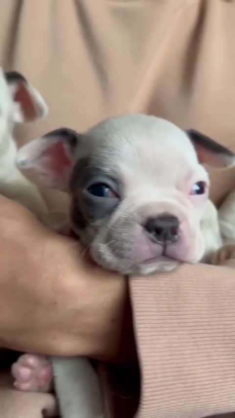 Boston Terrier dogs for sale: 7 beautiful Boston pups  - Video 2