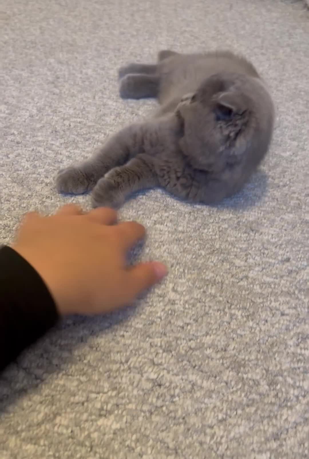 Scottish Fold cats for sale: Gorgeous fluffy Scottish fold available - Video 2