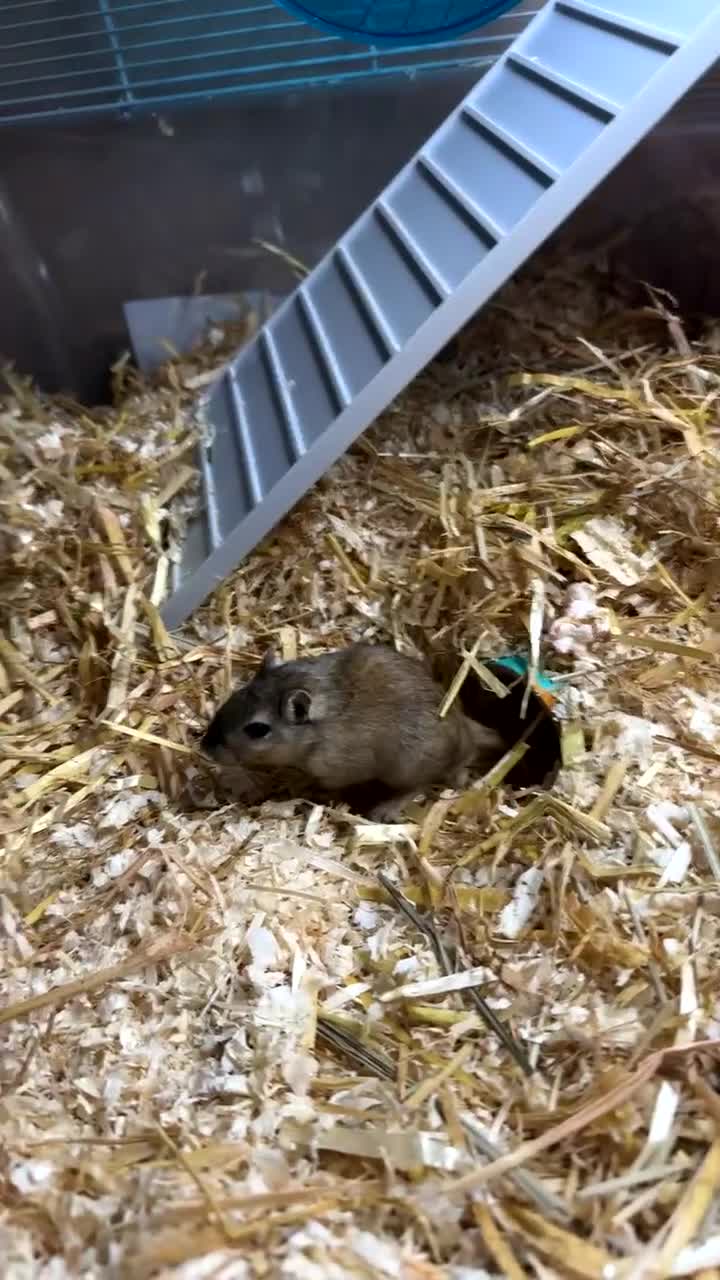 Gerbil rodents for sale: Male gerbil with cage  - Video 3