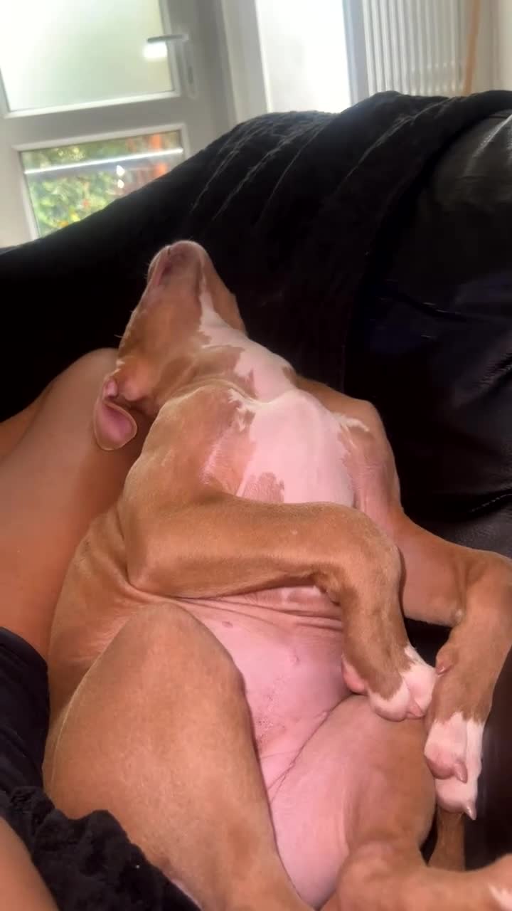 Staffordshire Bull Terrier dogs for sale: Puppy for sale 7 months  - Video 2