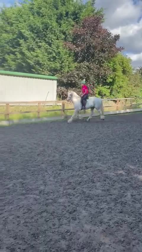 Irish Cob horses for sale: Best in blue 💙 - Video 4