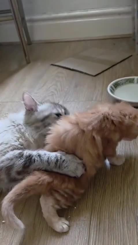 Mixed Breed cats for sale: Beautiful Fluffy Tortoiseshell Female Kitten - Video 2
