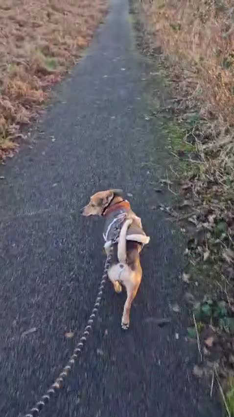 Mixed Breed dogs for adoption: Pippa  - Video 1