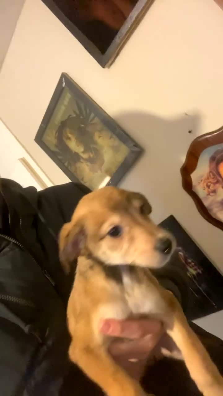 Mixed Breed dogs for sale: 2 girl Whippet x greyhound puppys leady to leave - Video 1