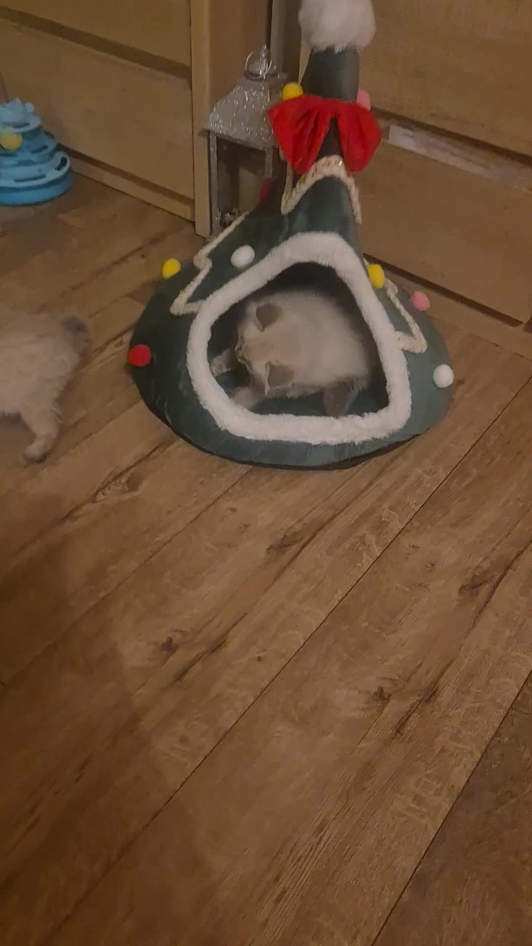 Ragdoll cats for sale: Beautiful ragdolls  - Video 3