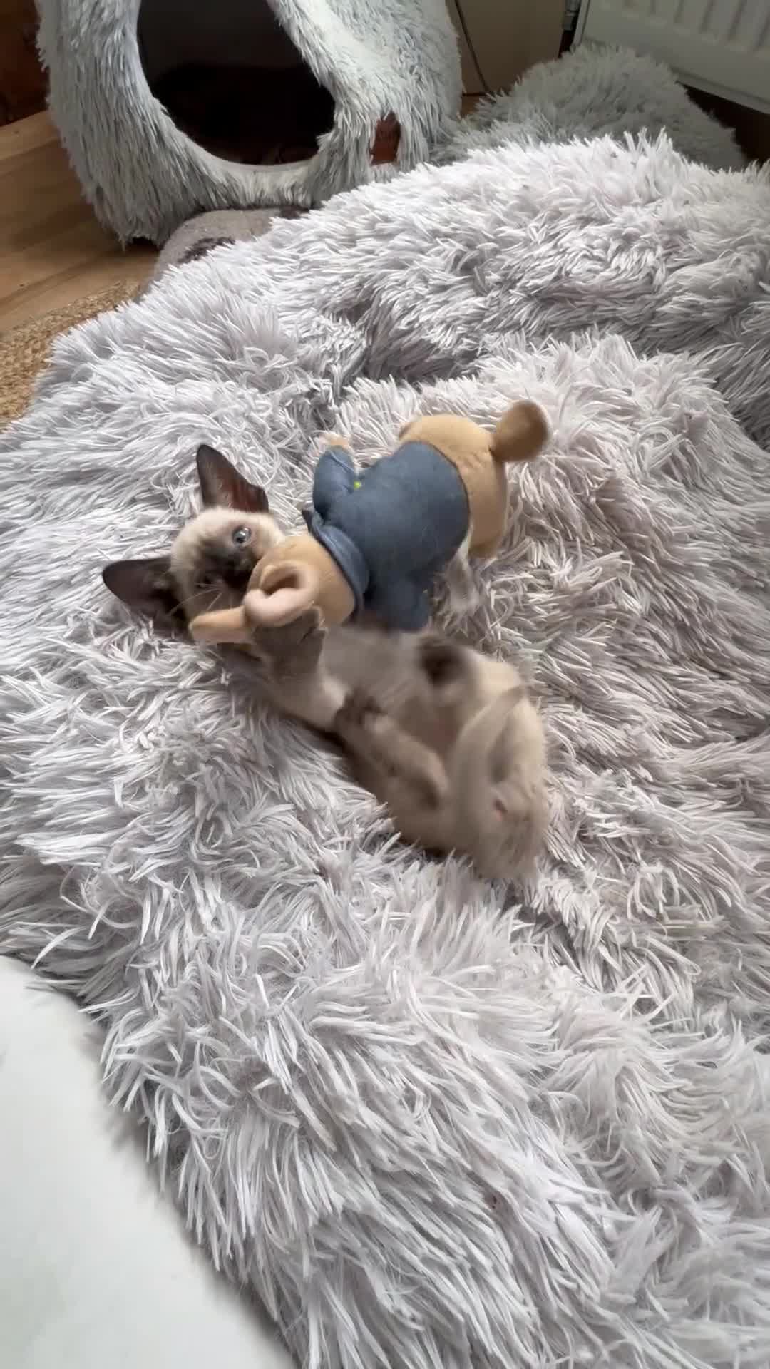 Siamese cats for sale: Siamese kittens for sale  in Sheffield - Video 1