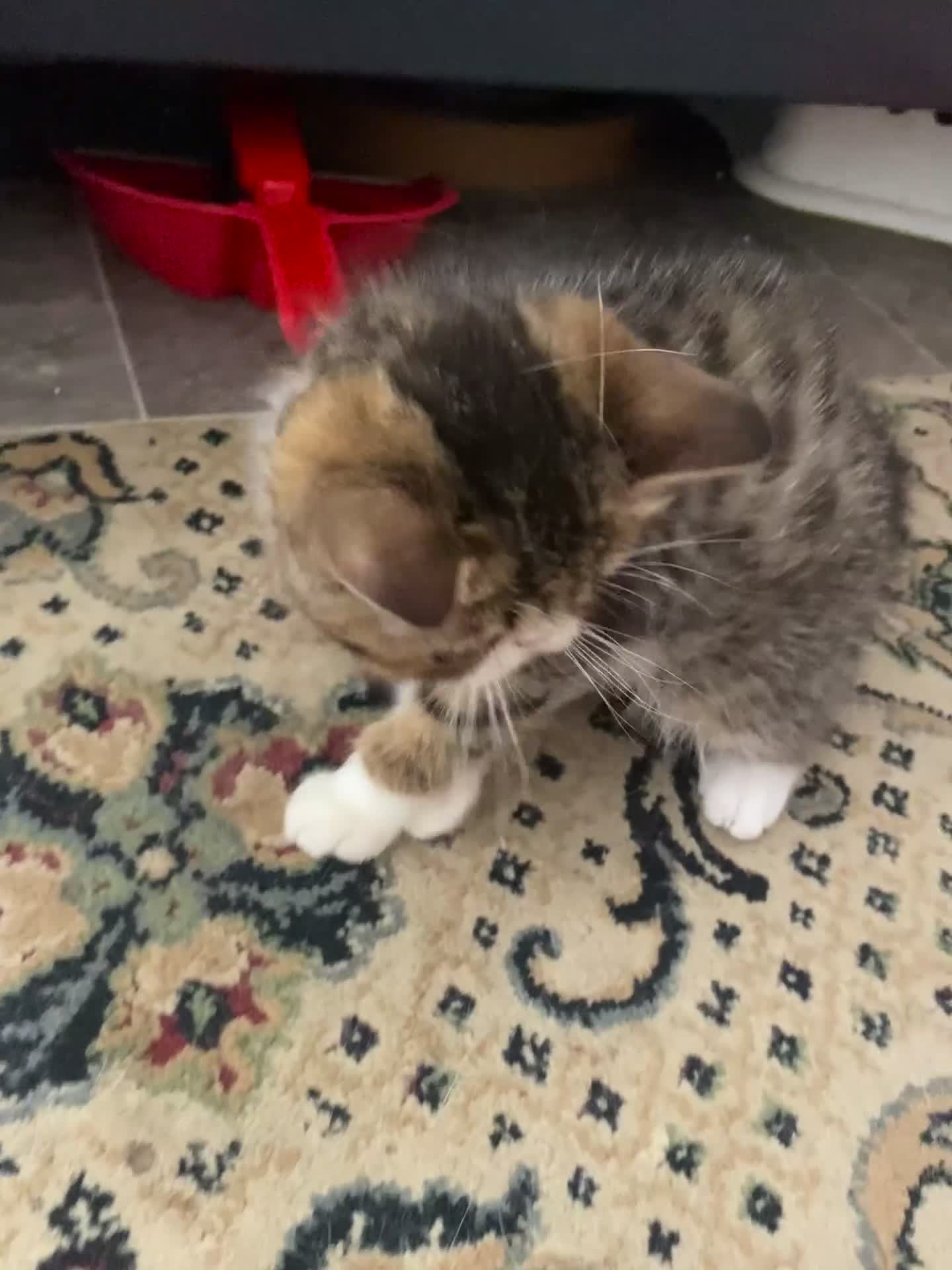Exotic cats for sale: Lovely Male kitten  - Video 2