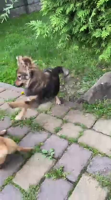 Mixed Breed dogs for adoption: 💖🐶 LESYA 🐶💖 - Video 5