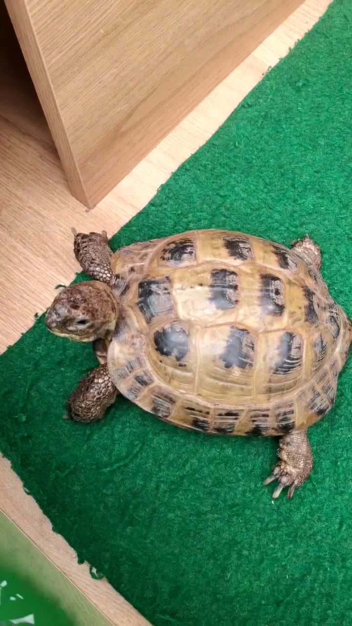 Tortoise reptiles for sale: Male Horsfield Tortoise  - Video 3