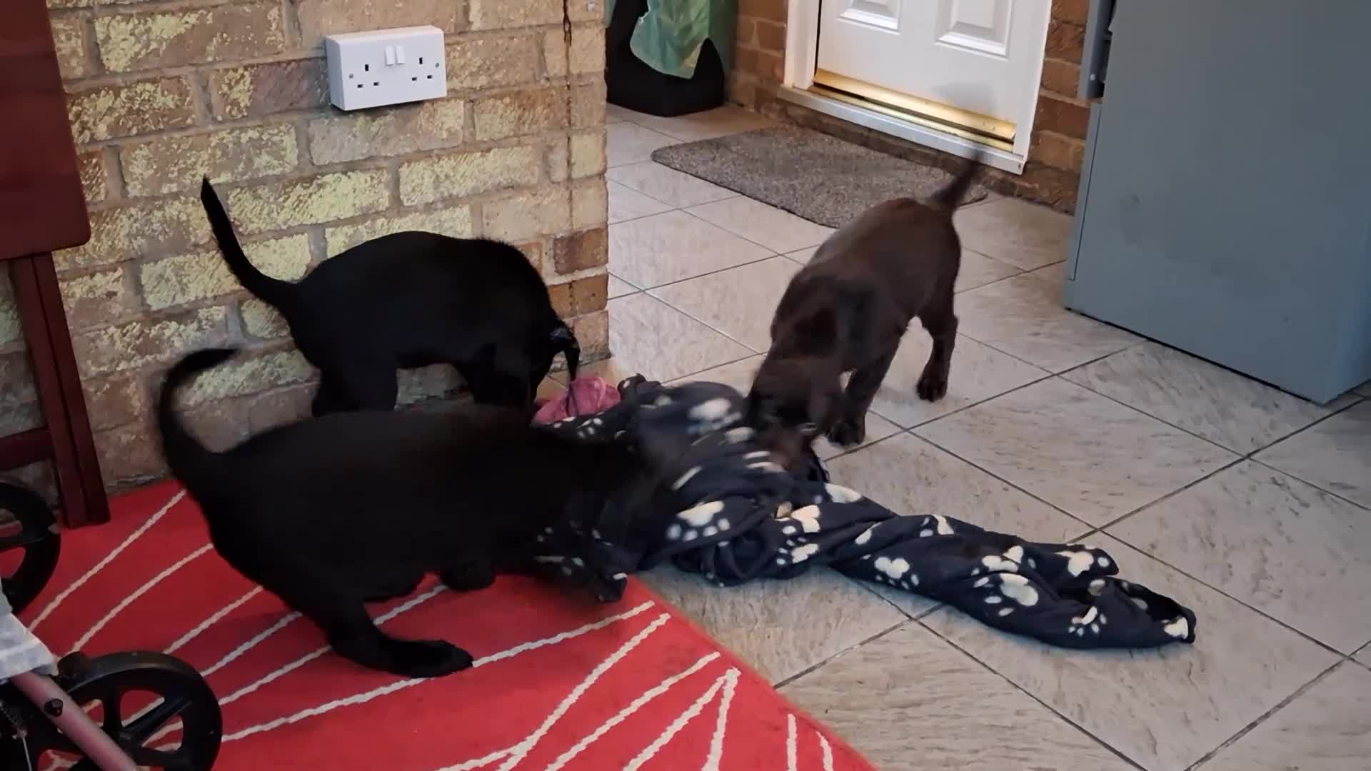 Labrador Retriever dogs for sale: Stunning big pedigree labrador puppies - Video 2