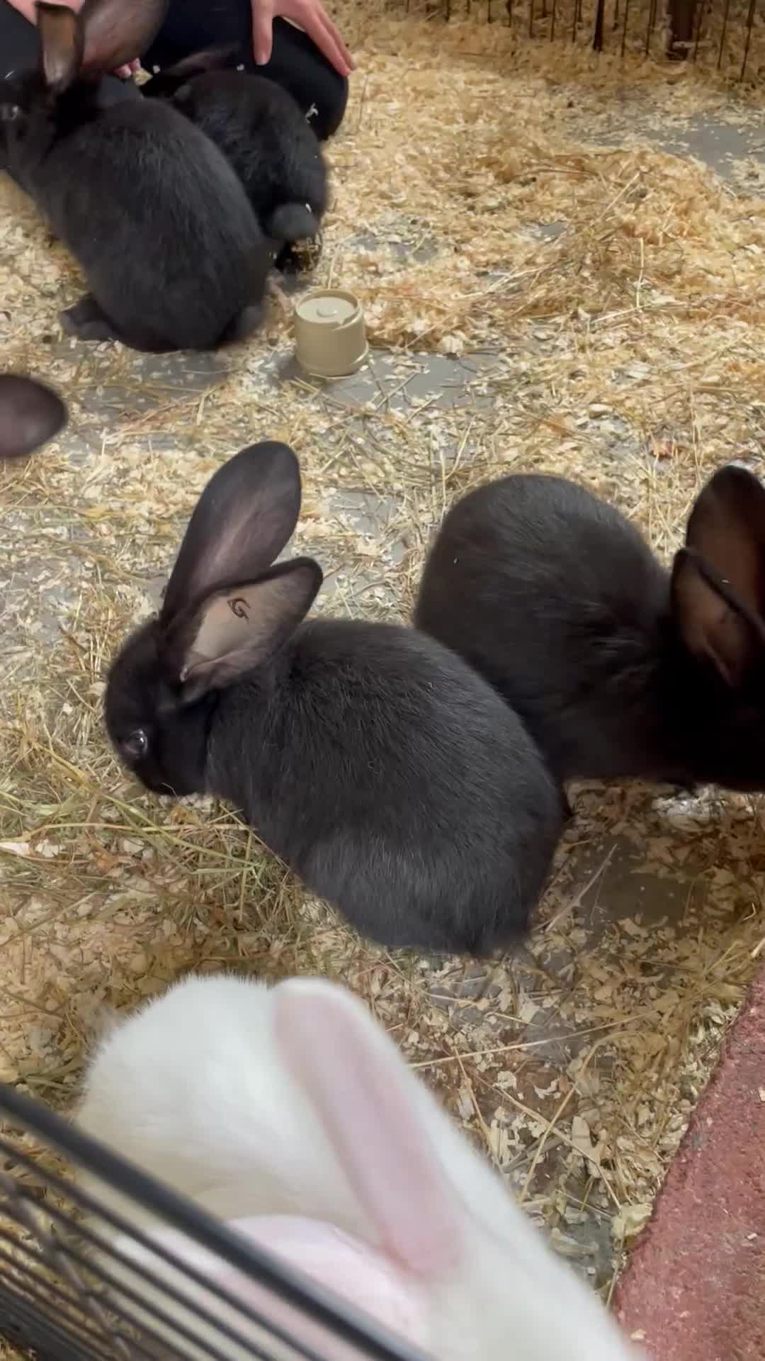 Continental Giant rabbits for sale: 6 continental giant left - Video 1