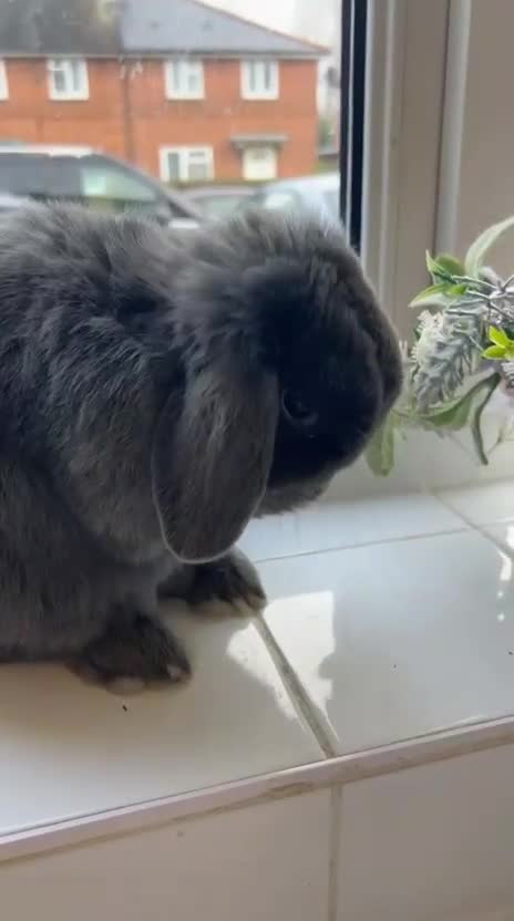 Mini Lop rabbits for sale: Blue male mini lop looking for new home - Video 1