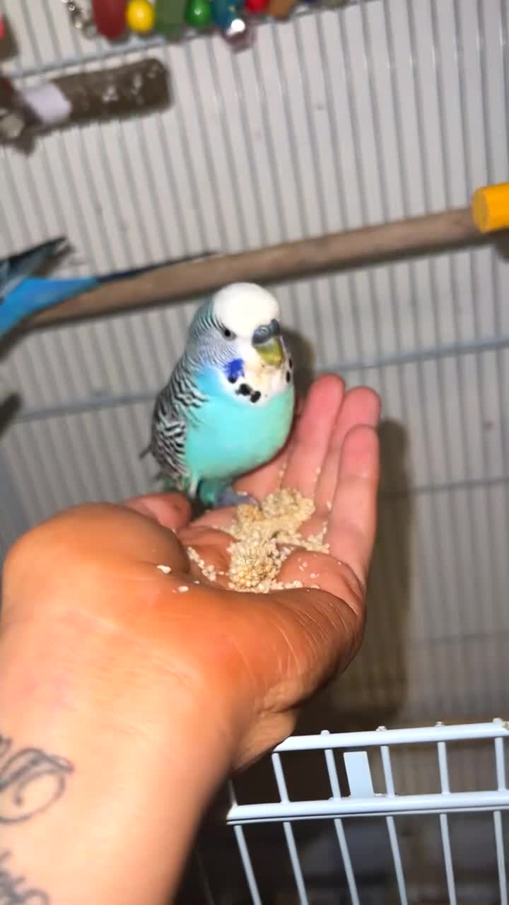 Budgerigars birds for sale: Two male budgies £45 comes with cage + accessorys - Video 2