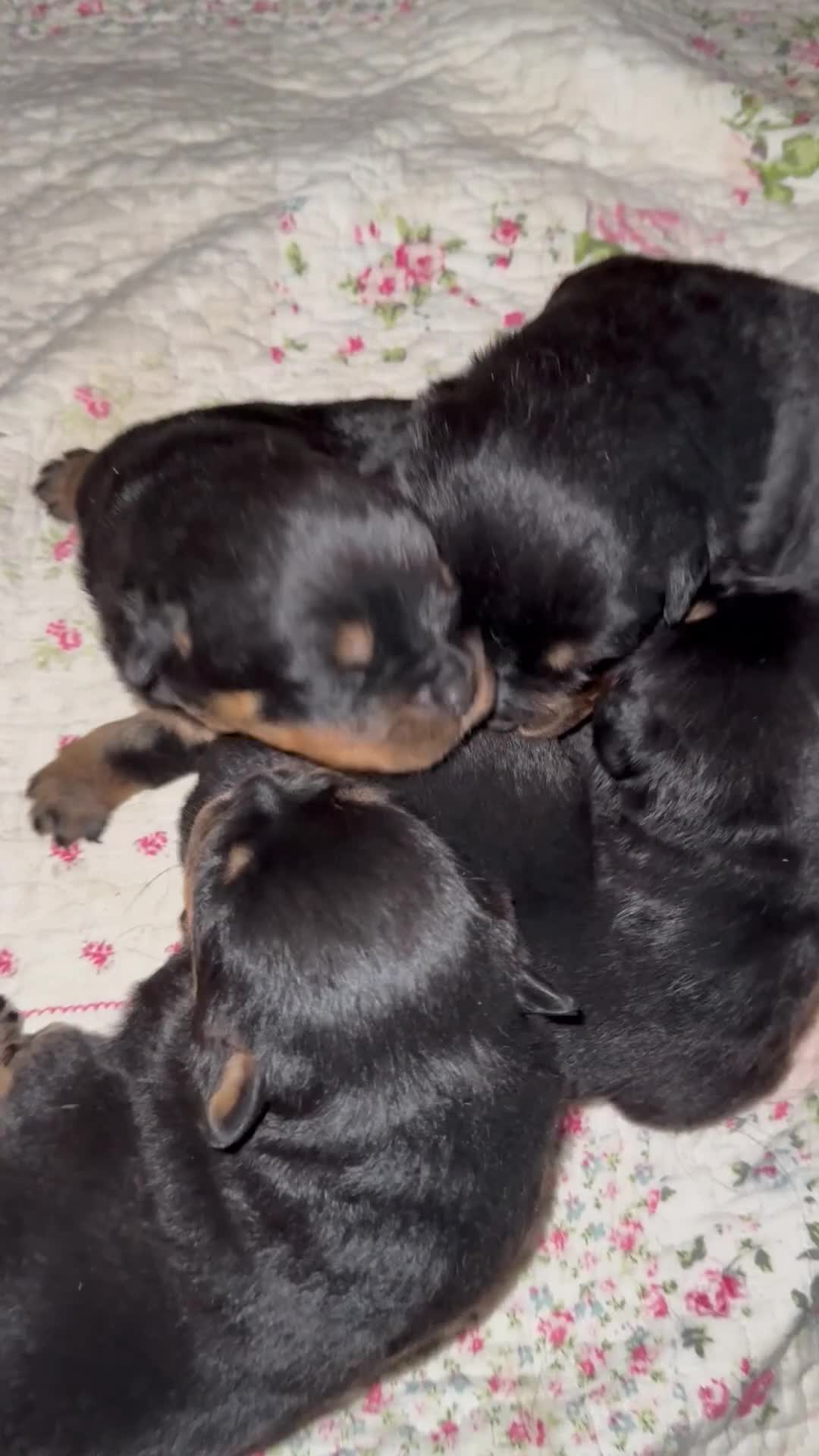 Rottweiler dogs for sale: 5-Generation Kennel Club Rottweiler Puppies  - Video 1