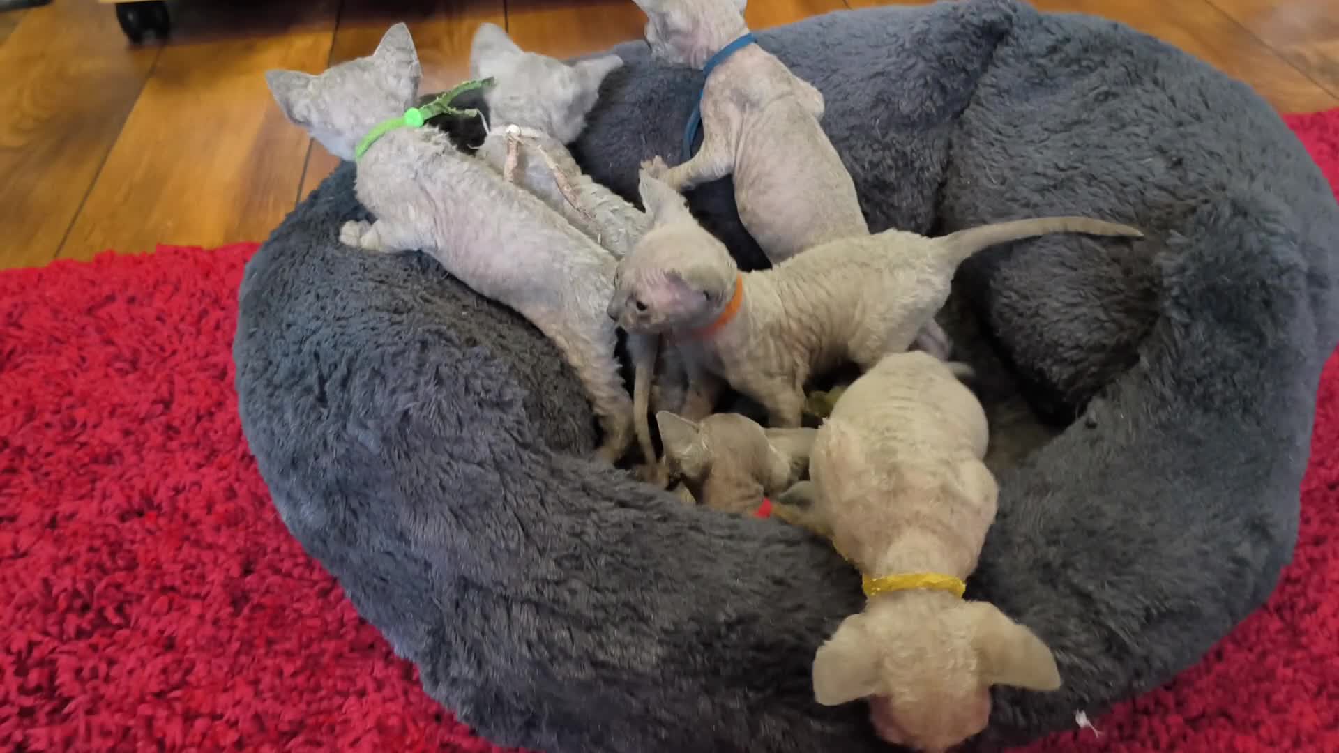 Sphynx cats for sale: Stunning Blue/Grey Sphynx Kittens (Litter of 6) - Video 1
