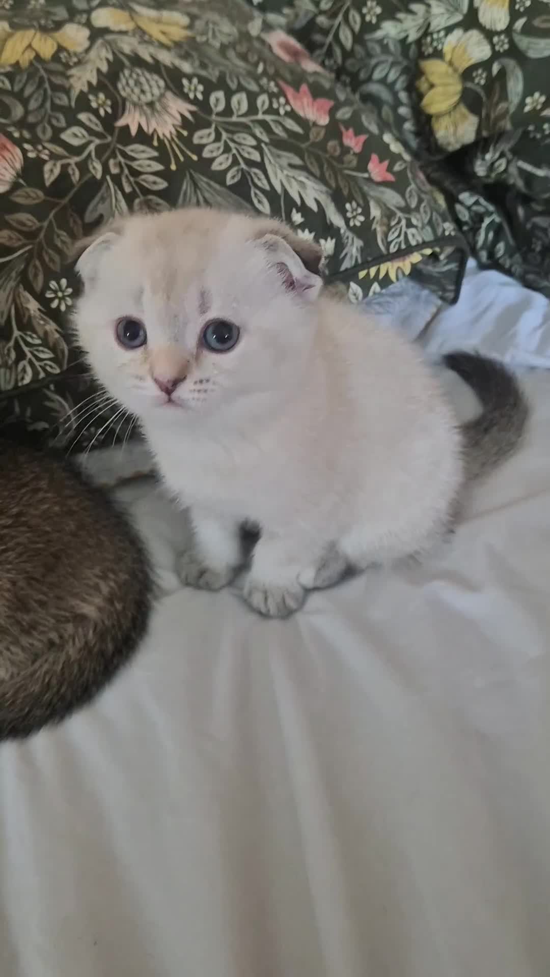 Scottish Fold cats for sale: Beautiful Girl ready to go - Video 1