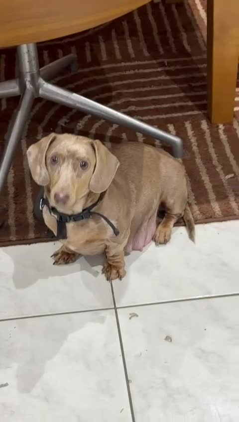 Miniature Dachshund dogs for sale: PRICE DROP 😜⬇️💎RARE BREED🩸DACH PUPS 🐾 💕 - Video 4