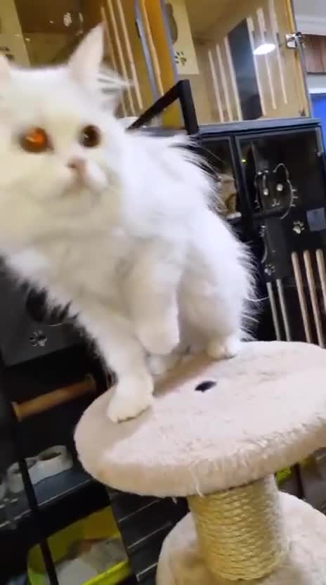 Mixed Breed cats for adoption: BLANCO - AMAZINGLY HANDSOME KITTEN NEUTERED VACCIN - Video 2