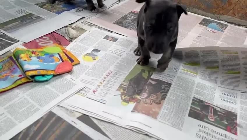English Bull Terrier dogs for sale: English Bull Terriers Champion Bloodlines  - Video 2