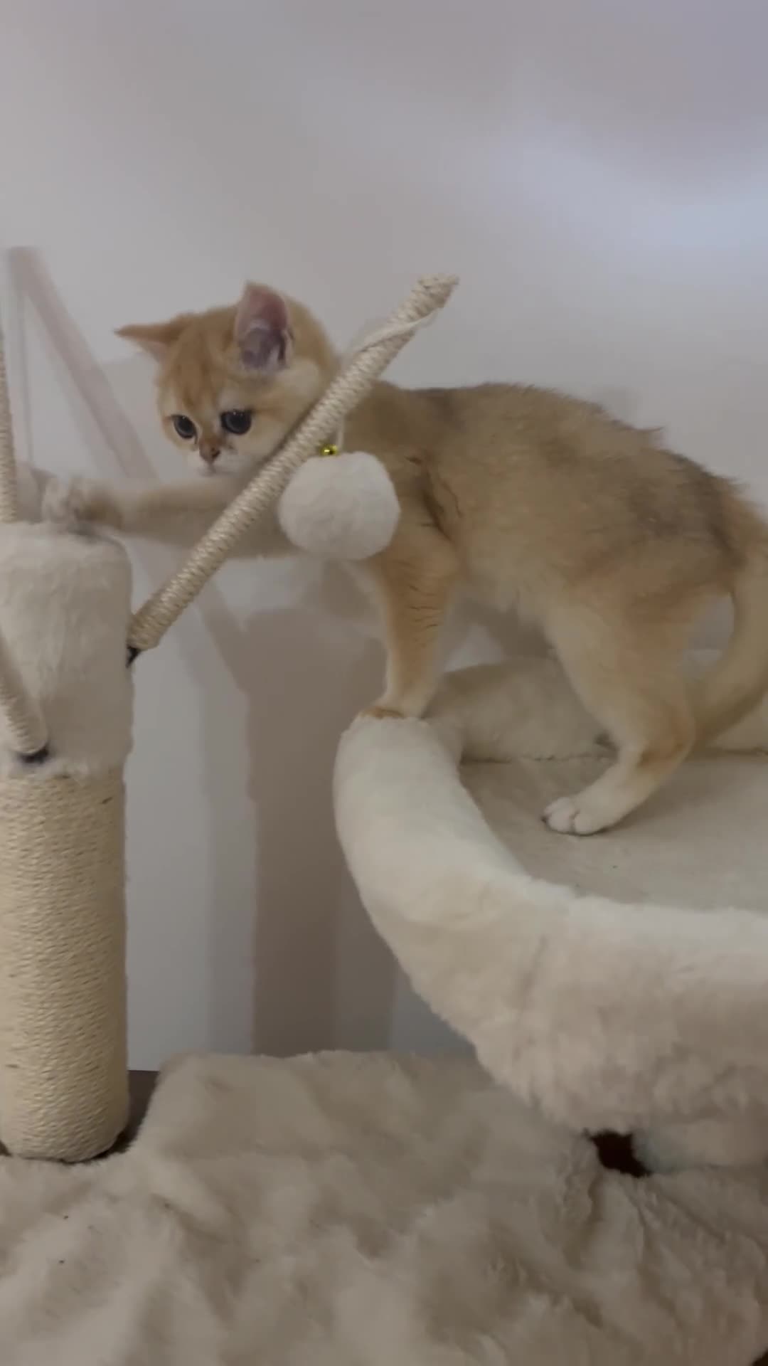 British Shorthair cats for sale: 💕Rare Show Quality Golden BRI ny12 Girl 💕 - Video 1