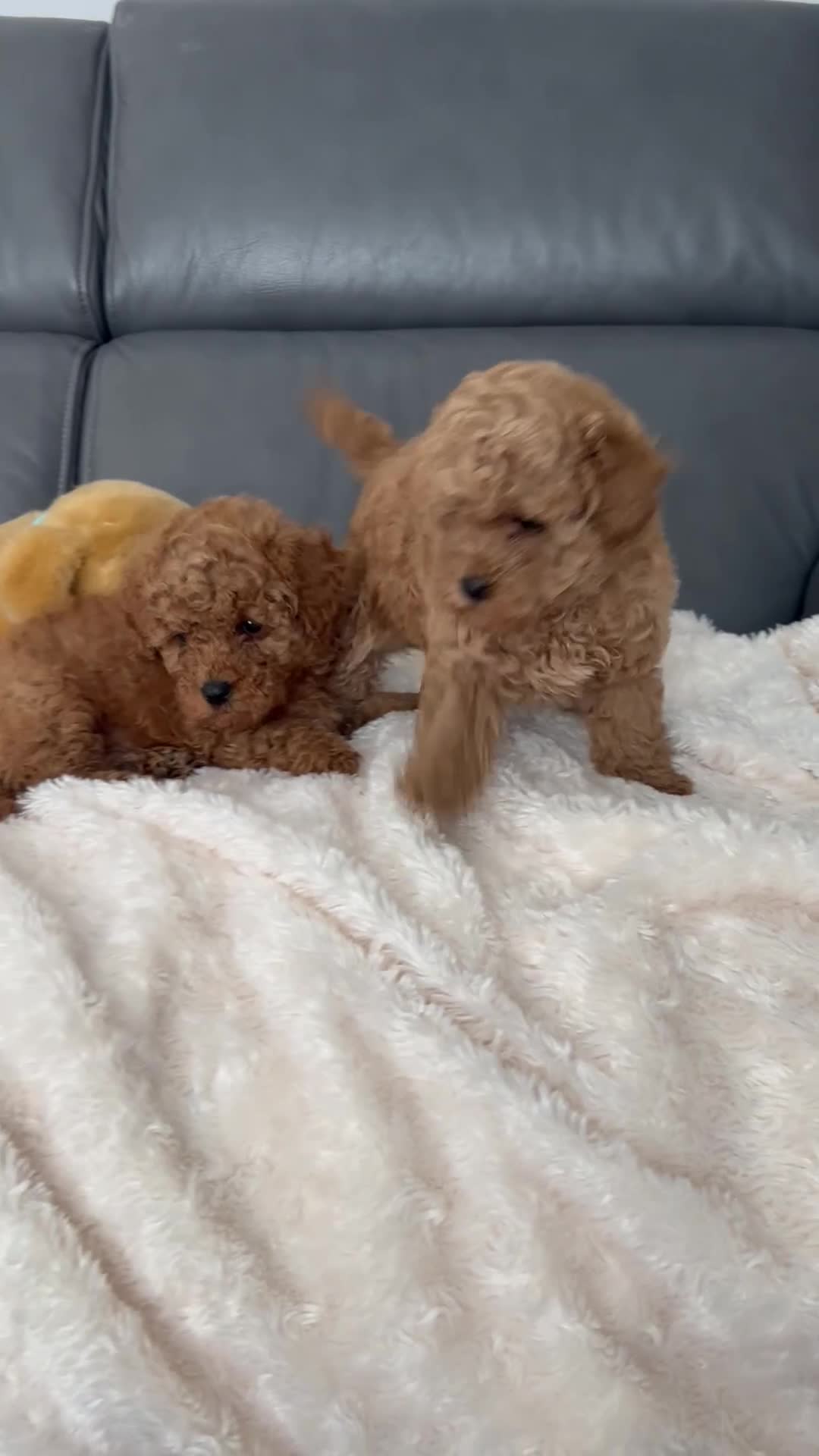 Maltipoo dogs for sale: Tiny Toy Maltipoo puppies - Video 1