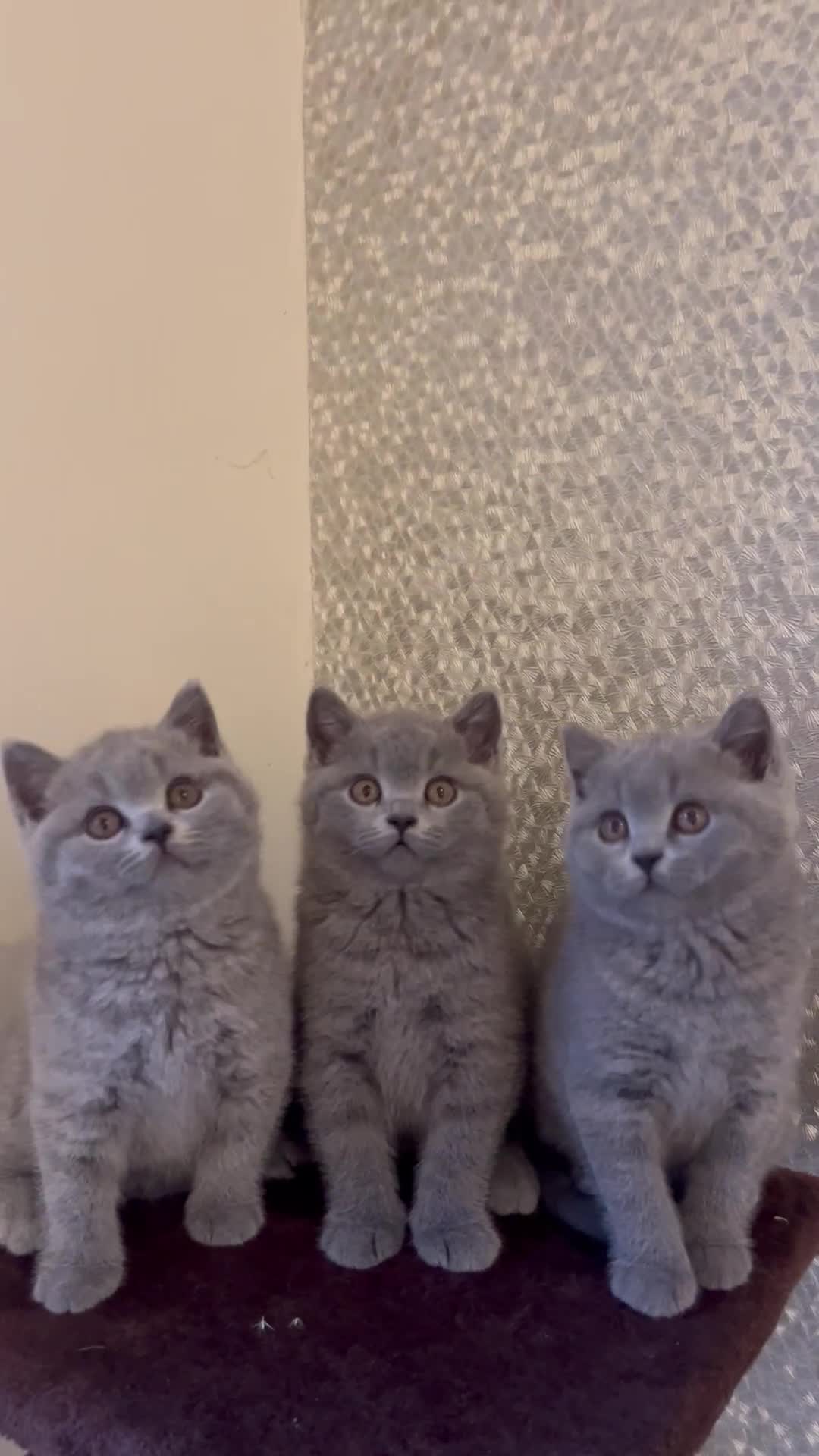 British Shorthair cats for sale: Chunky British Shorthair Kittens  - Video 1