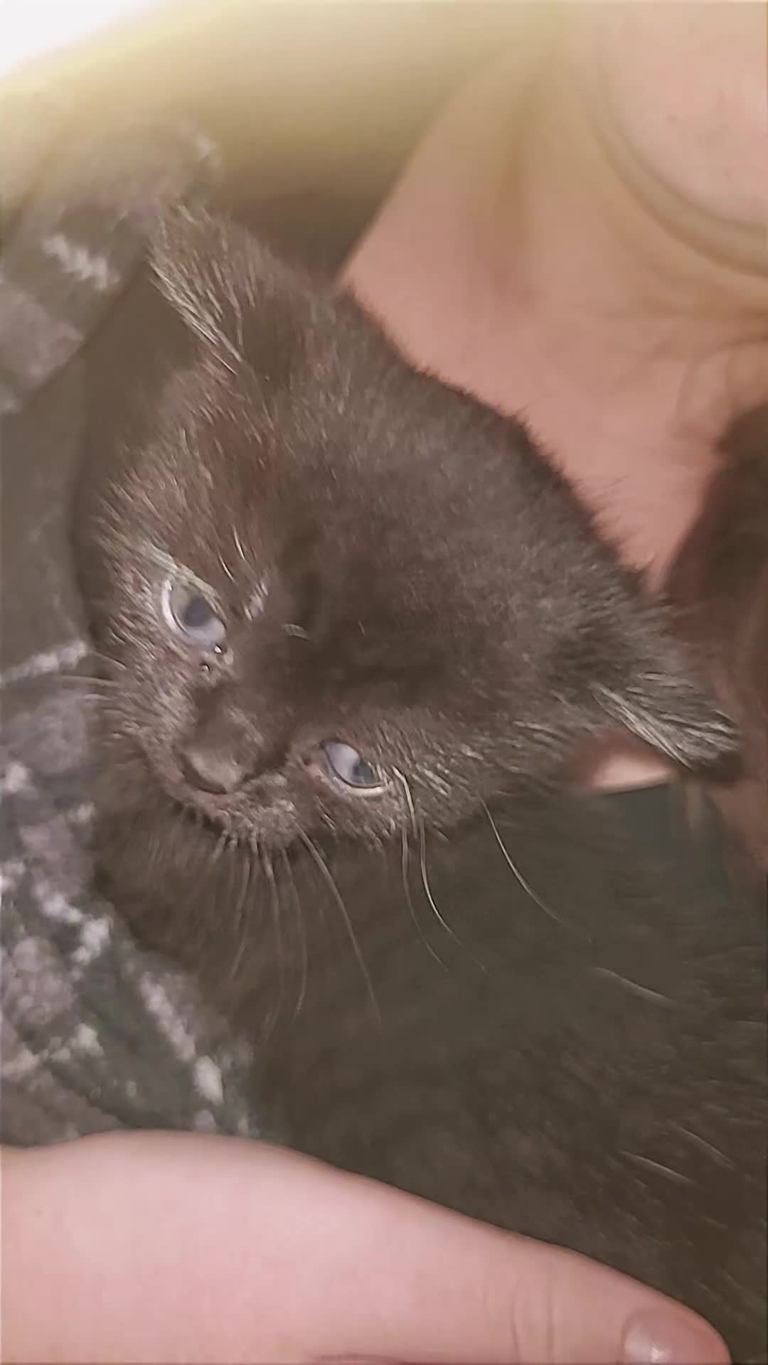 Mixed Breed cats for sale: Mix breed black with gray patten - Video 2