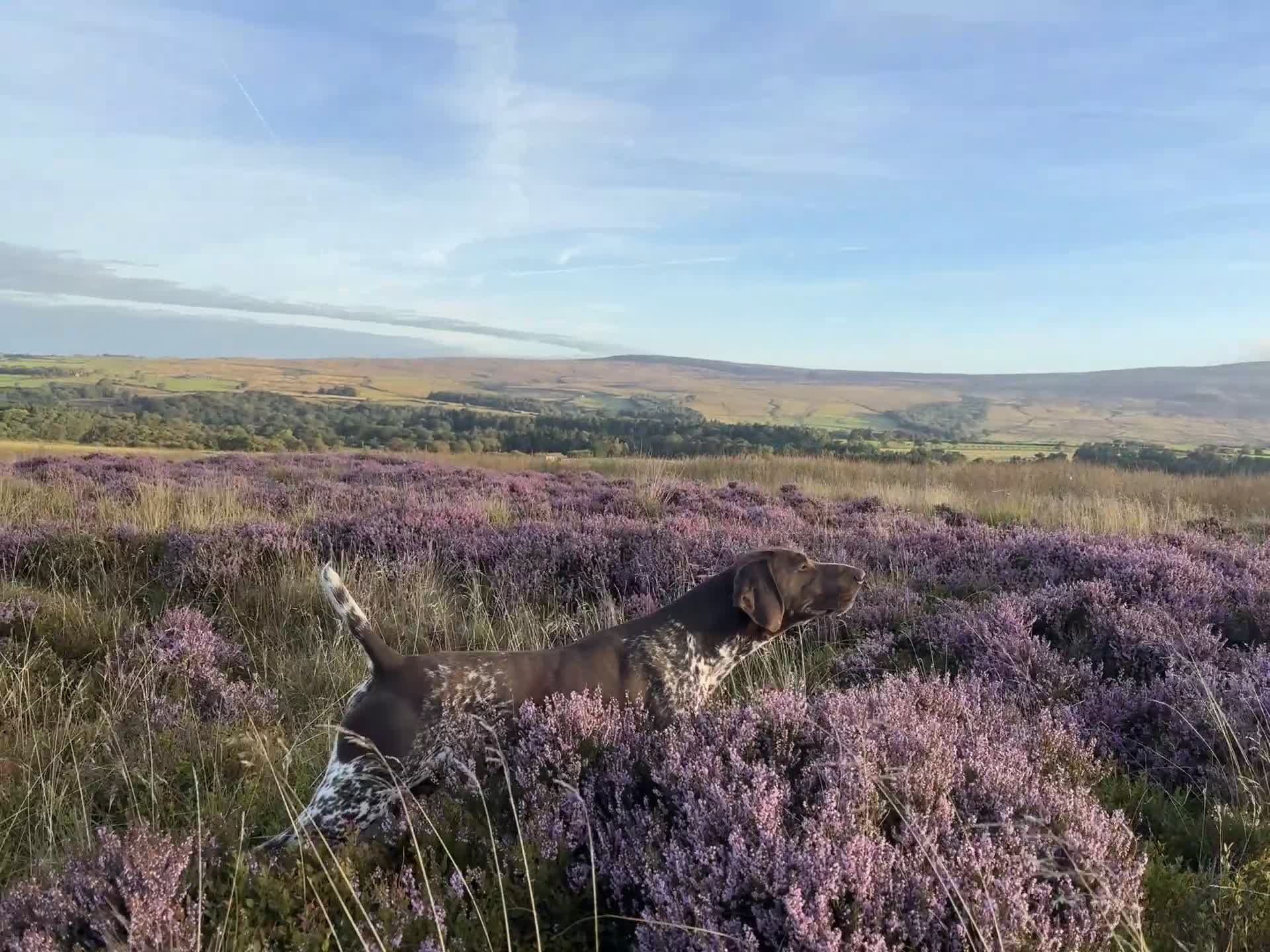 German Shorthaired Pointer dogs for stud: Stunning KC Reg imp German shorthaired pointer.  - Video 1