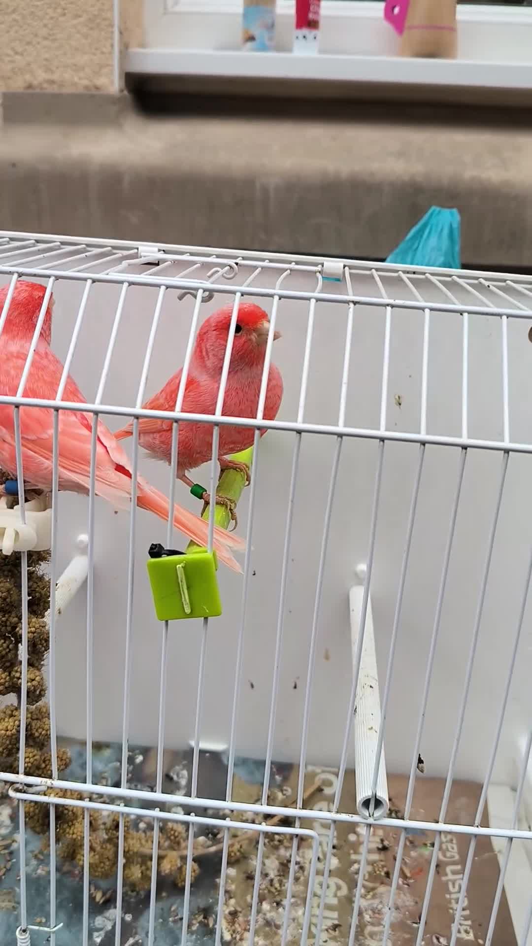 Canaries birds for sale: Beautiful red factor canaries  - Video 1