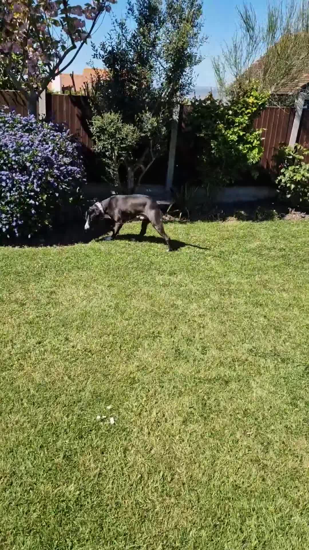 Mixed Breed dogs for sale: Collie/Malinois Type, Active & Trainable - Video 1