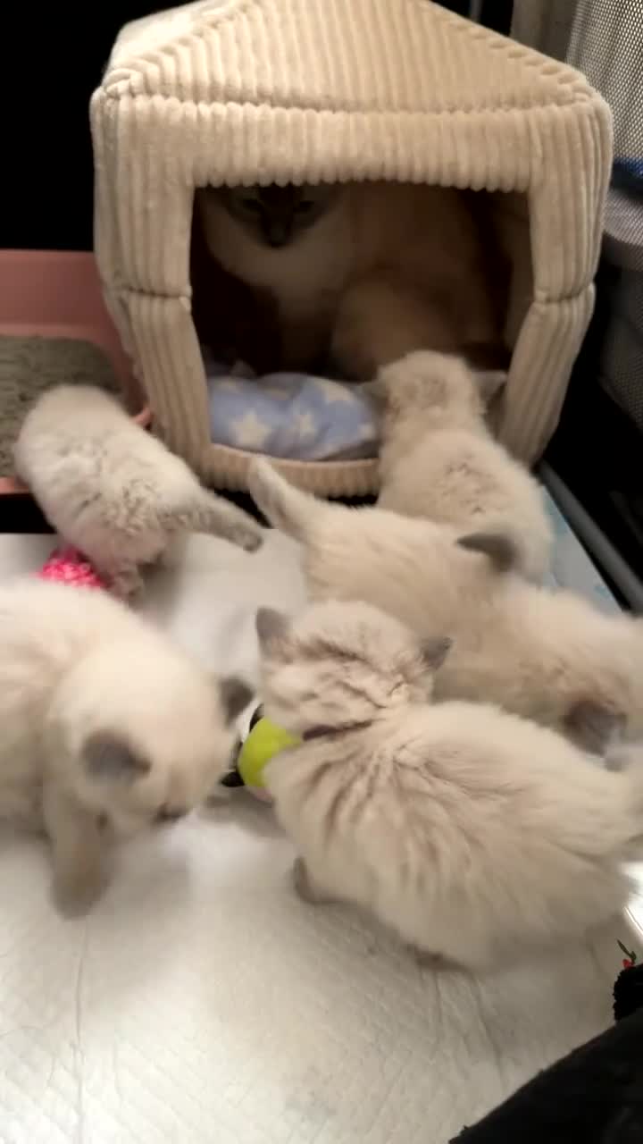 Ragdoll cats for stud: Ragdoll stud  - Video 1