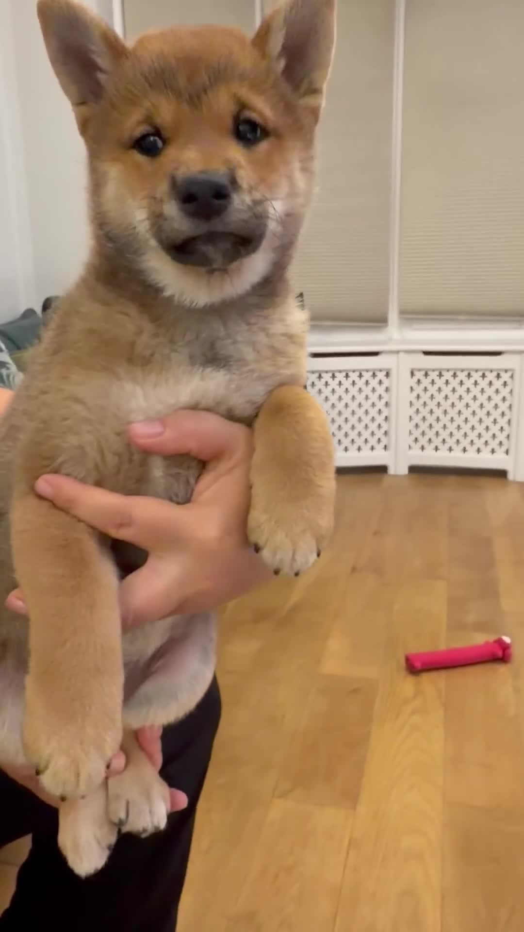 Japanese Shiba Inu dogs for sale: Exceptional Shiba Inu Puppies for Sale in London - Video 3