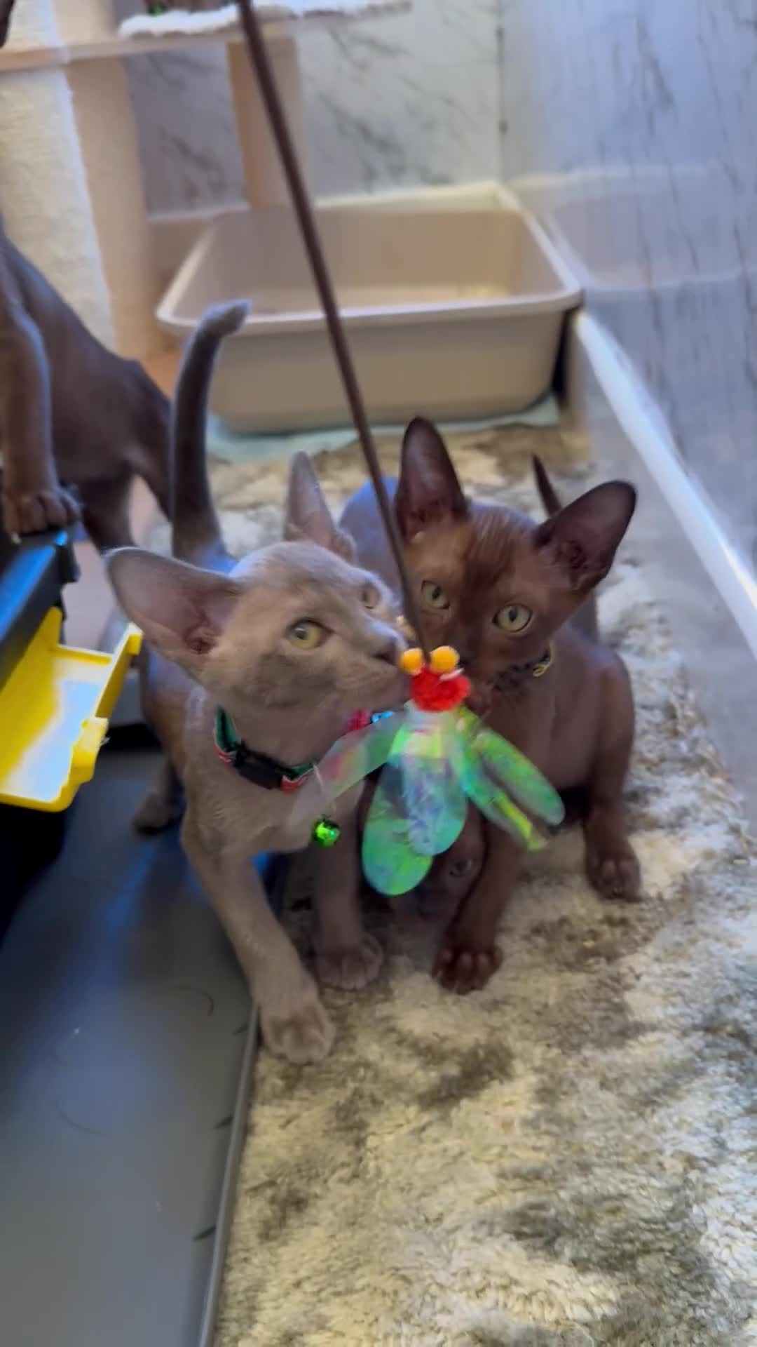 Burmese cats for sale: Burmese Kittens For Sale - Video 1