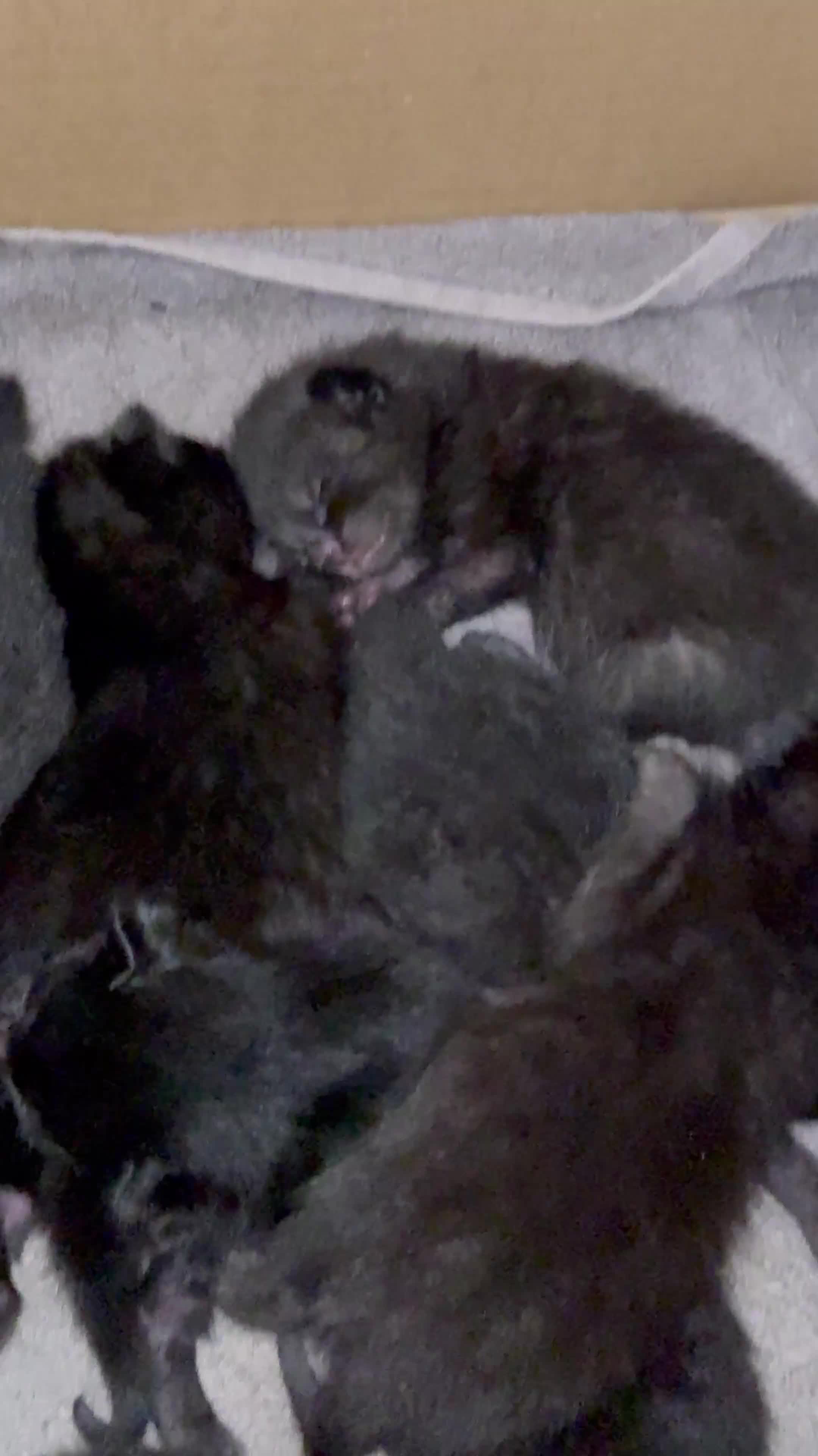 Domestic Shorthair cats for sale: FREE KITTENS - Video 2