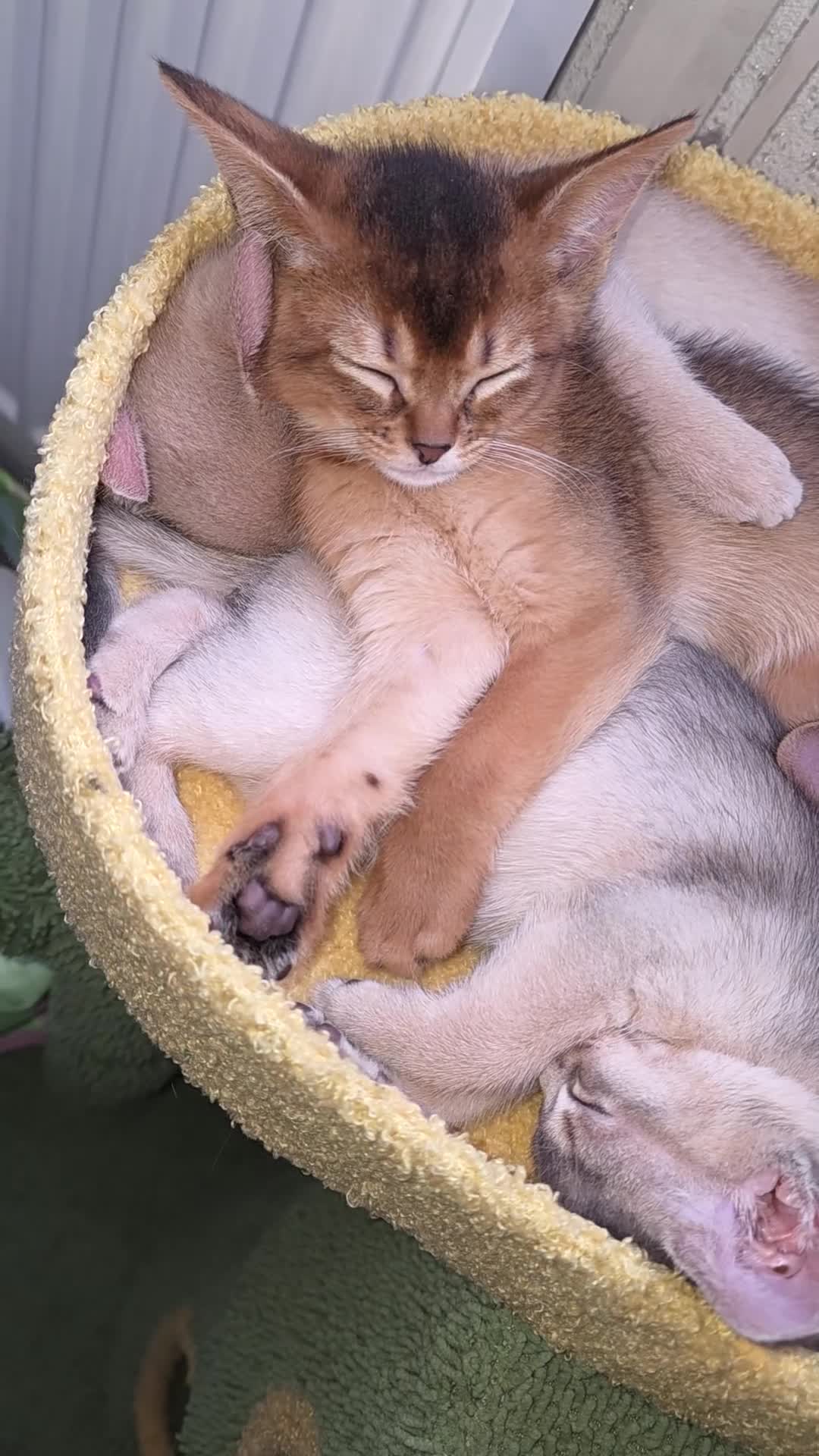 Abyssinian cats for sale: Beautiful Aby kitten  - Video 2